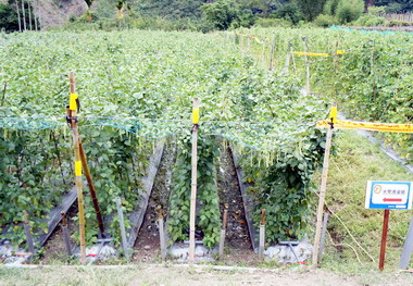 農試所與信義農會辦敏豆觀摩會(圖)