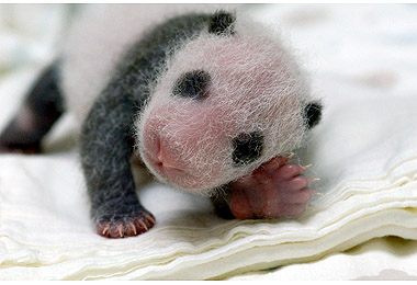 小貓熊圓仔成長迅速(圖)