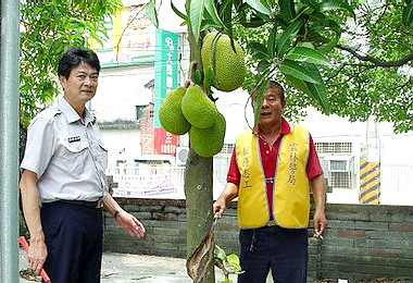 警民共醫治讓蟲蛀波羅蜜樹起死回生(圖)