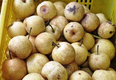 新竹水梨、稻穗、西瓜都水傷(圖)