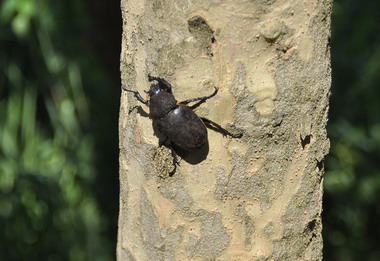 嘉市獨角仙重現頂庄社區生態復育成功(圖)