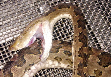 龜殼花被抓進鐵籠自行自殺身亡(圖)