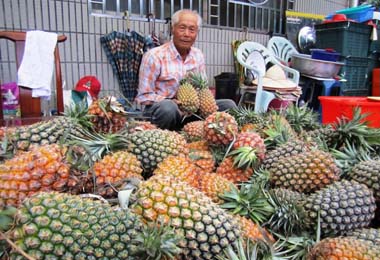 屏東一年四季都吃得到的鳳梨(圖)