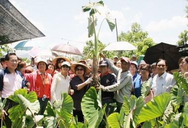 甲仙芋筍節陳菊：盼恢復商圈觀光人潮(圖)