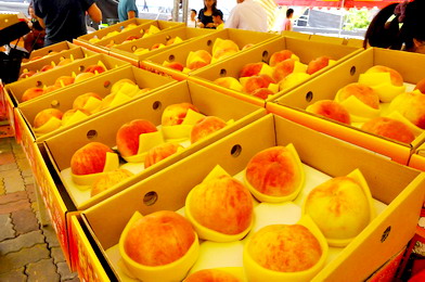 新竹尖石鄉水蜜桃豐收(圖)