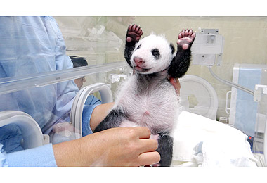 2013客家義民祭典10日將盛大舉行(圖)