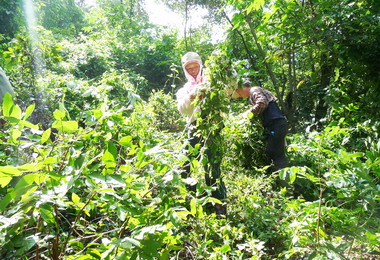 消滅小花蔓澤蘭林務局訂定全國防治月(圖)