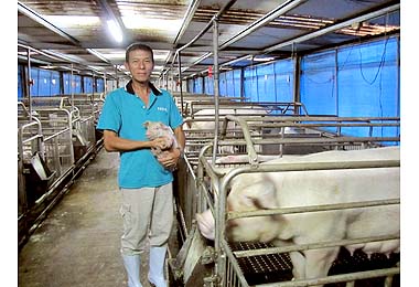 8頭到25000頭蘇增、蘇鵬兄弟養豬傳奇(圖)