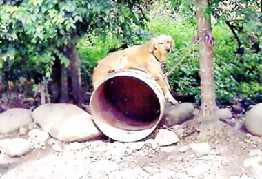 南投縣府辦狂犬病流行疫情會議(圖)