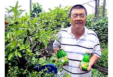 台灣香檬熱紅訂單蜂踴而至(圖)