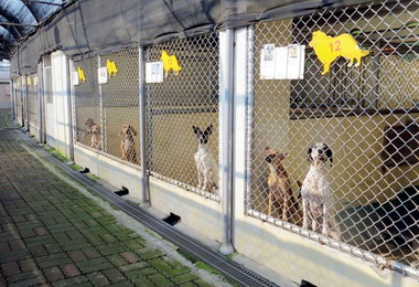 中市動物之家舉辦認養優惠活動(圖)