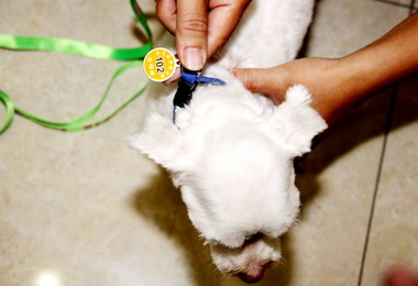 狂太病疫情持續升溫苗縣全力戒備(圖)