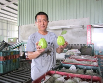 芭樂好價錢拜拜無忌諱(圖)