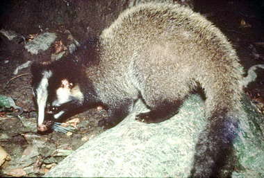 南投林管處辦認識哺乳類動物活動(圖)