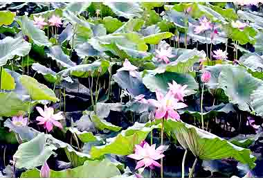 安樂區四維里荷花池今夏盛開中(圖)