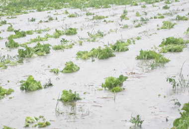連日豪大雨屏東農業災損金額達2348萬(圖)