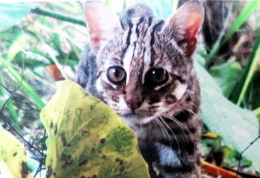 特生中心長年追蹤保育石虎順利產子(圖)