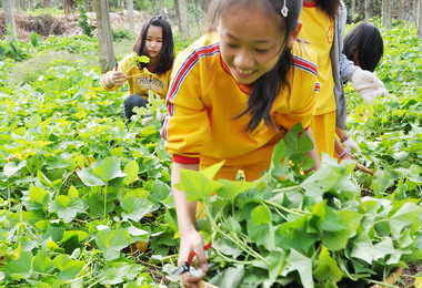 農根集團遊學吸引僑興國小師生前往體驗(圖)