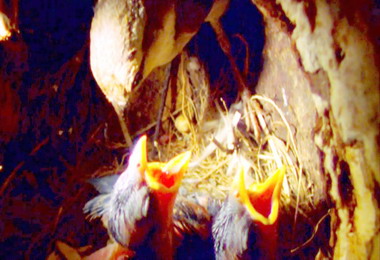 繽紛丹巒首部曲12日奧萬大遊樂區播出(圖)