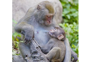 台灣獼猴繪畫比賽結果揭曉(圖)