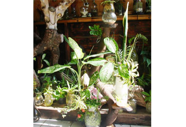 水生植物可淨化室內空氣有助養生(圖)