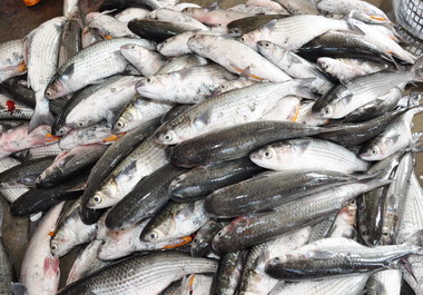 竹縣烏魚節產值突破1億元(圖)