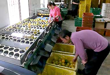 農業局輔導農會收購椪柑次級品(圖)