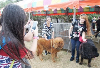 巨型犬聯合展覽竹市南寮漁港登場(圖)
