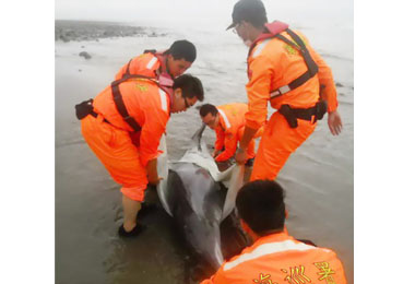 海巡搶救擱淺海豚(圖)