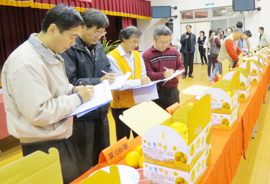 水里優質臍橙廖智孝奪魁(圖)