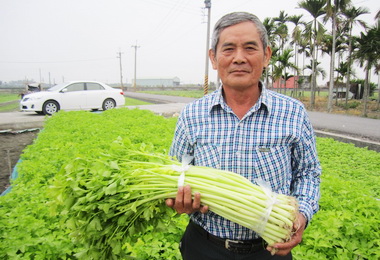 屏東新園的芹菜是菜也是藥(圖)