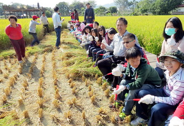 集集學童體驗割稻等農事活動(圖)