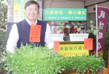 竹山農會前總幹事陳伯三種出超大菊花(圖)