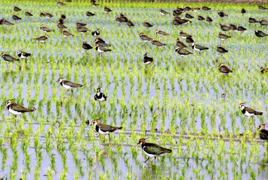 土豆鳥大集合活動正式展開(圖)