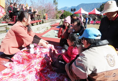 信義鄉櫻花季艷麗登場(圖)