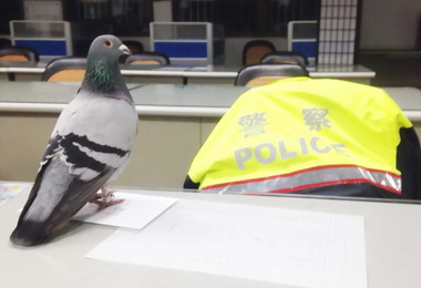 落難賽鴿獲救愛上警所(圖)