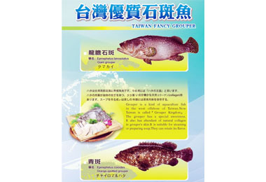 飛行萬里國際行銷高雄優質石班魚(圖)