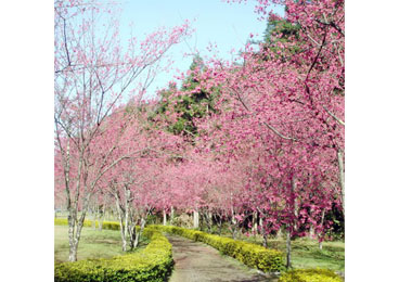 南投林管處辦植樹活動(圖)