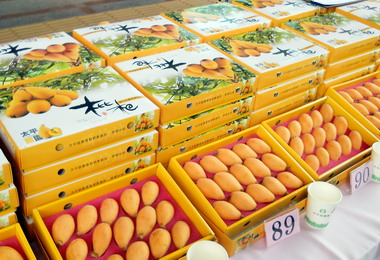太平枇杷評鑑結果沈阿香拔頭籌(圖)