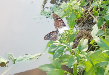 維護竹東生態環境縣府打造公園黃蝶區(圖)