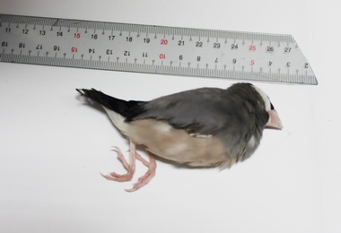 高雄關駐金門關員查獲旅客夾帶保育類闖關(圖)