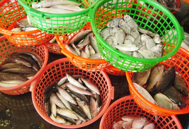 梓官區漁會13日辦理手拍魚貨(圖)