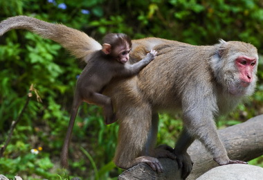 南投林管處辦台灣獼猴環教之旅(圖)