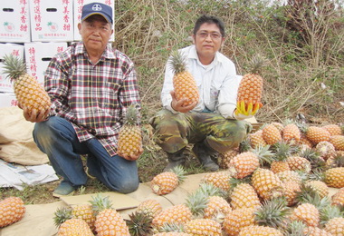 農民使用雲端科技賣鳳梨銷量成長近5成(圖)