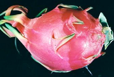 省主席林政則啟程訪美增進姐妹省州情誼(圖)