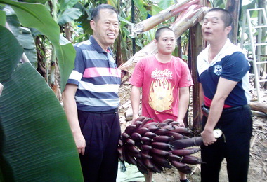 集集香蕉聯合國展示各式品種香蕉(圖)