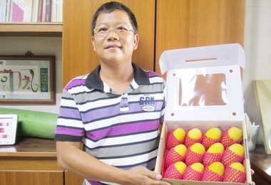 屏東黃金土芒果可望大量上市(圖)