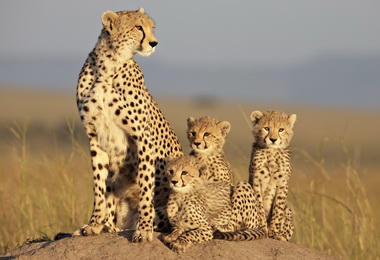 台灣野望國際自然影展8月2日上映(圖)