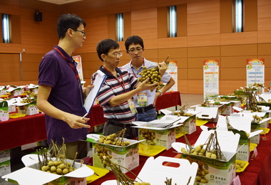 優質龍眼果品評鑑揭曉 張仲景獲特等獎(圖)