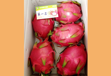 中市優質紅龍果評鑑吳春鳳獲紅龍果高手(圖)